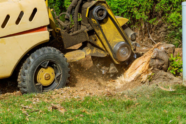 Best Tree Removal Near Me  in Brilliant, AL